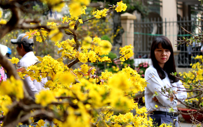 “Rầu[-]thúi[-]ruột”[-]vì[-]mai[-]nở[-]sớm
